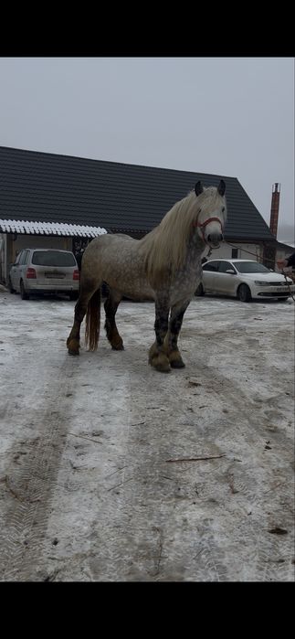 Armasar cu sange de 6 ani