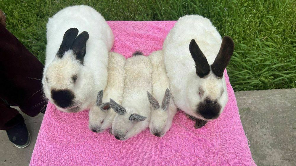 Kalif Kaliforniya qoshli Калифорния калиф кошли  кролик quy