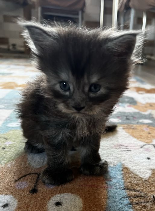 Продажа котика мейнкун остался последний мальчик.