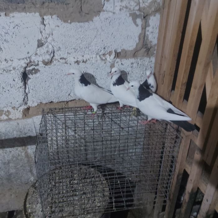 Чернашейки пара 2 маладняк