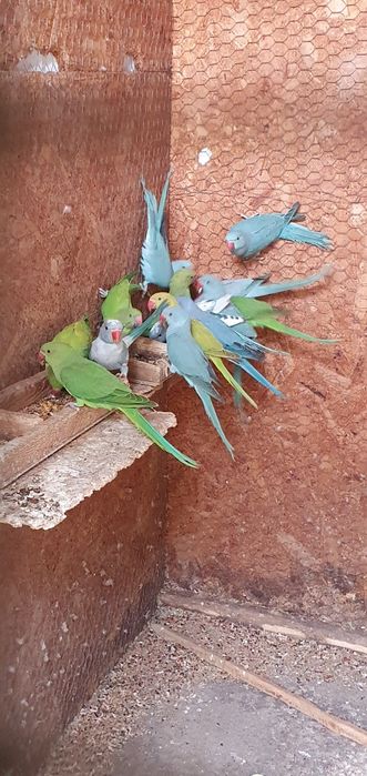 Vând micul alexandru