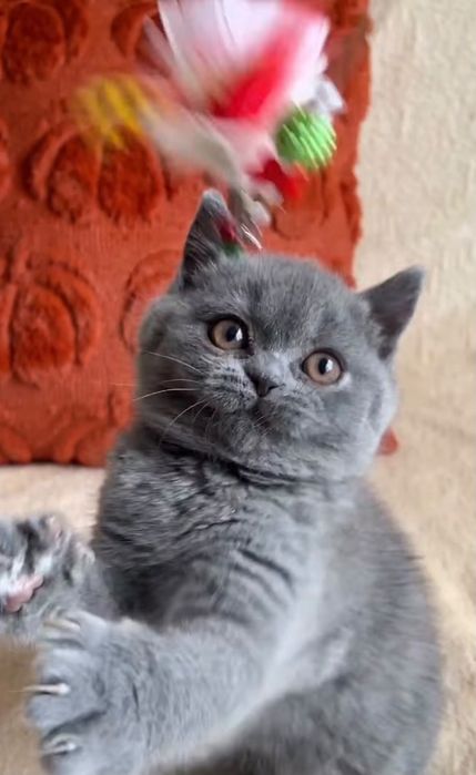 British Shorthair Blue
