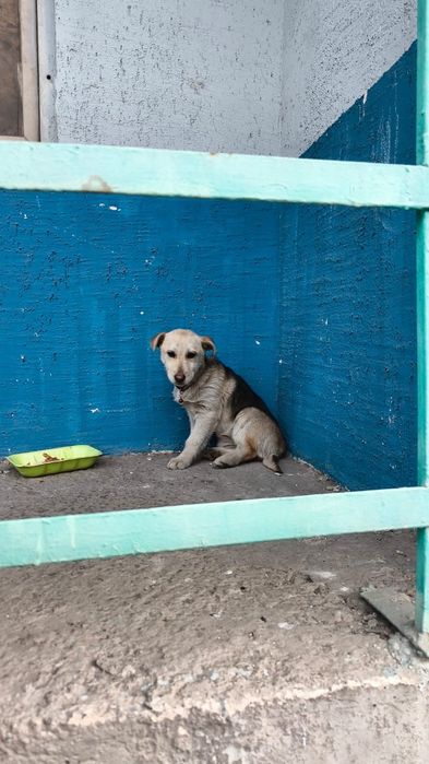 Потерялась собака