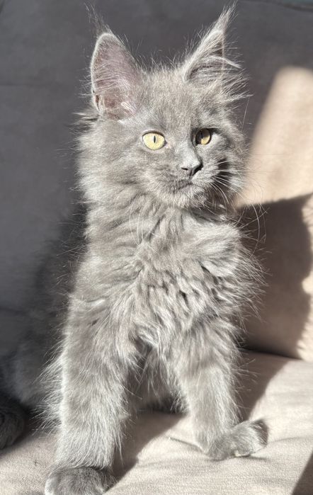 Продаются Котята Мейн-кун  от 99999