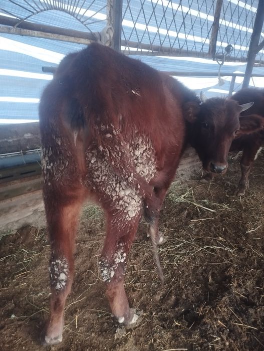 Buguz mollar soriladi