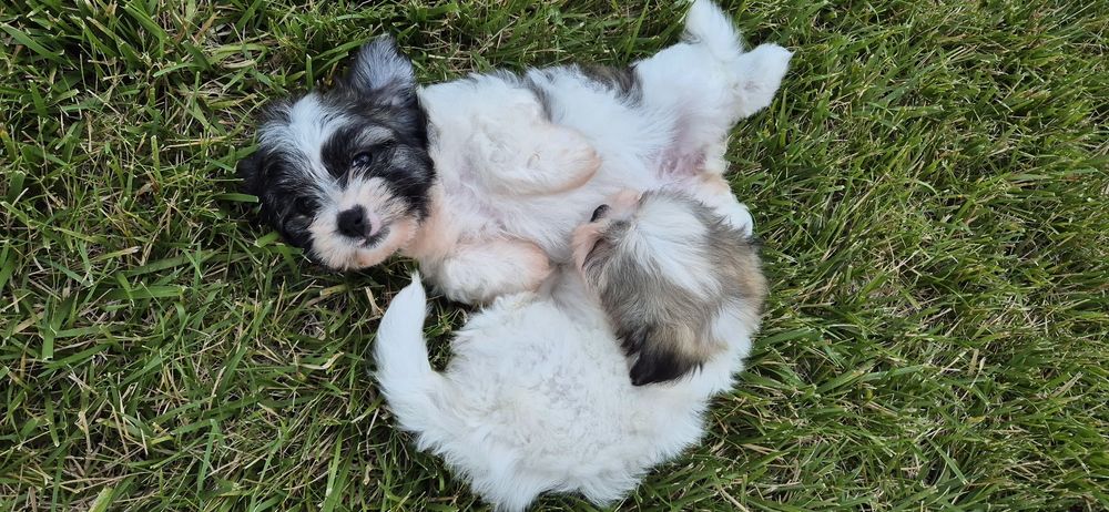 Bichon maltez fetite