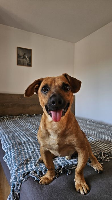 Metis de teckel spre adoptie