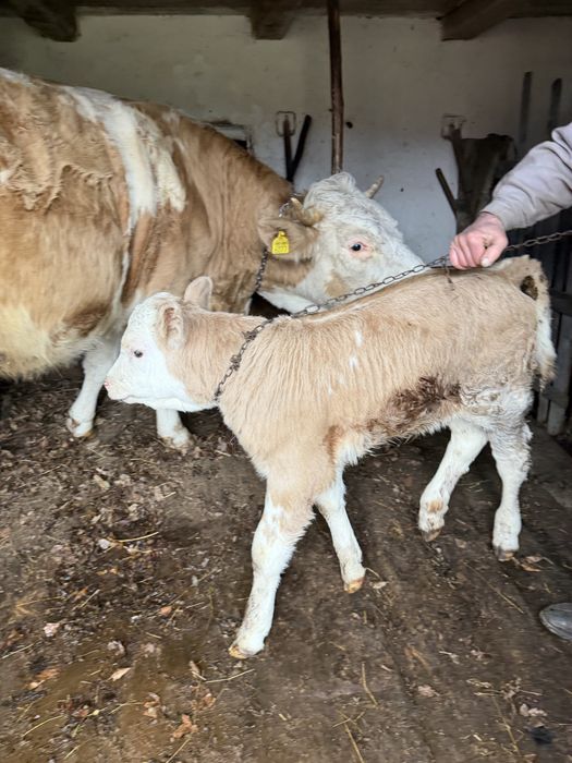 Vaca si vitel de vanzare