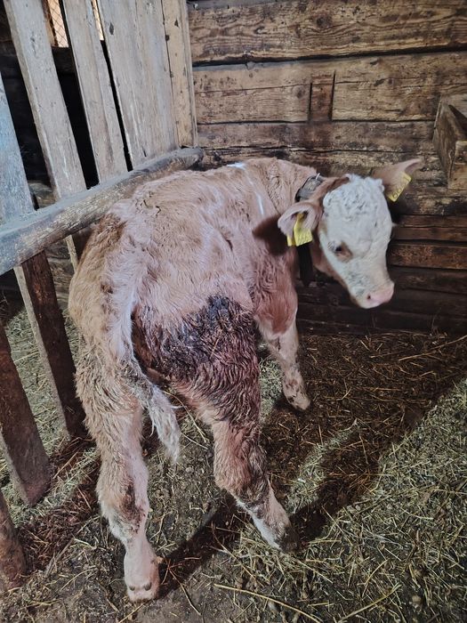 vând 2 vitei baltata românească