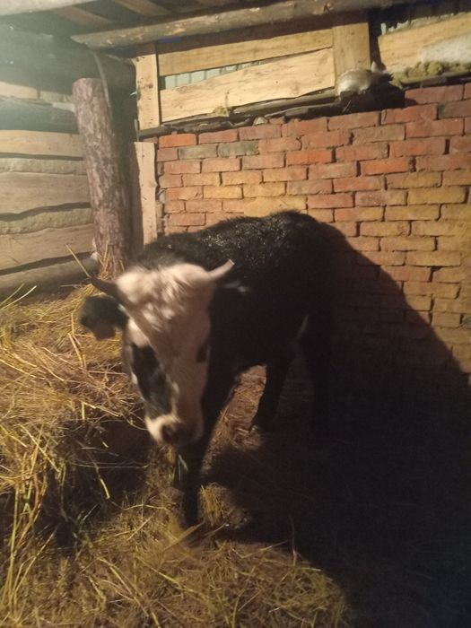 Қашар 1 жас сатылады