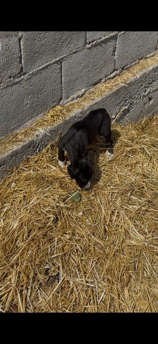 Тазы күшіктер сатылады