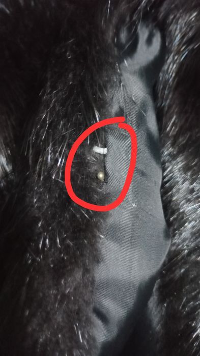 Haină blanã  nutrie