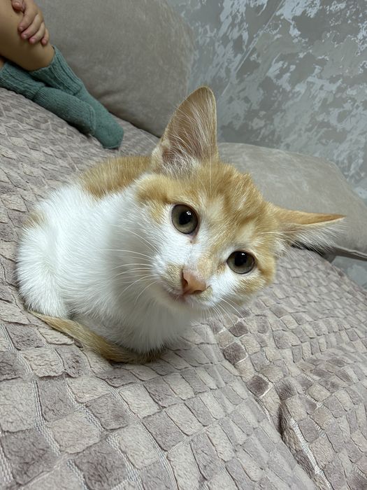 Отдам кошечку 2-3 месяца