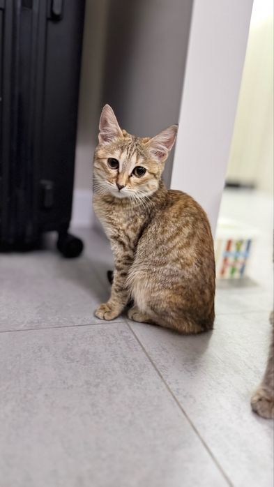 Отдам котят мышеловов