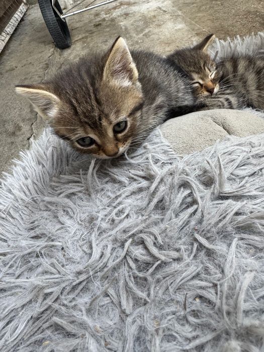 Подаряват се три пухкави котенца