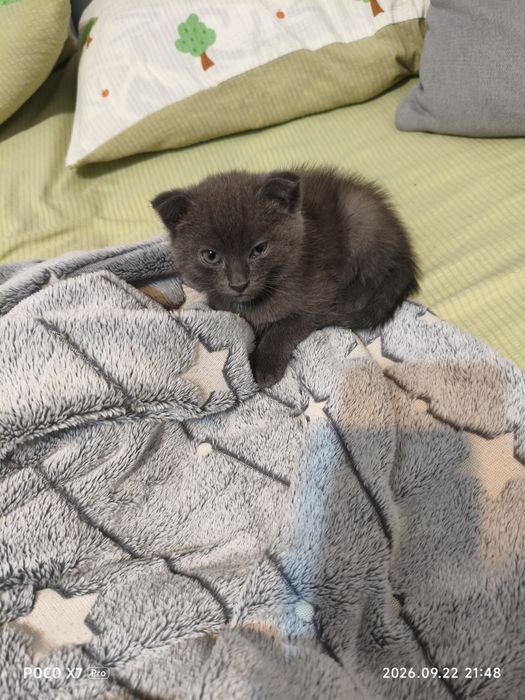 Отдам очаровательных котят в добрые руки
