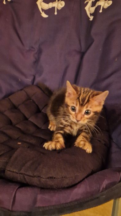 Бенгальские котята