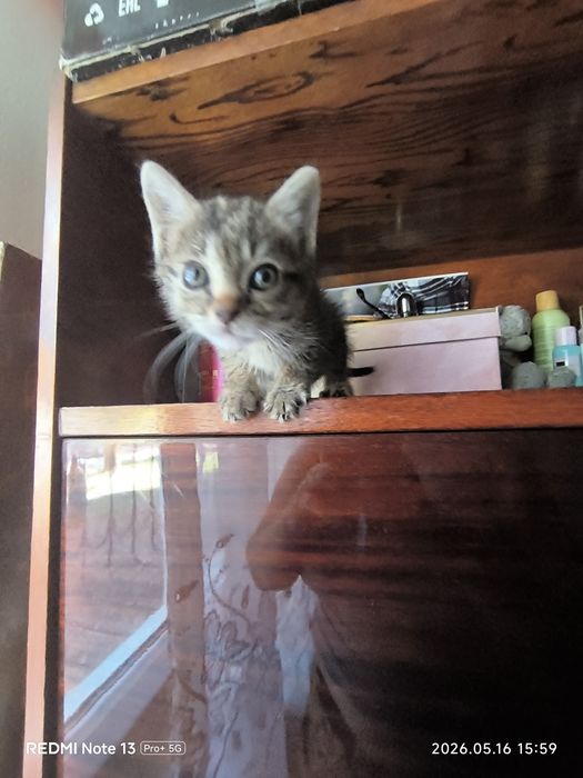 Отдам котенка девочка