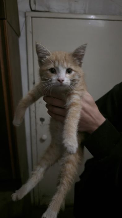 Отдам котёнка бесплатно