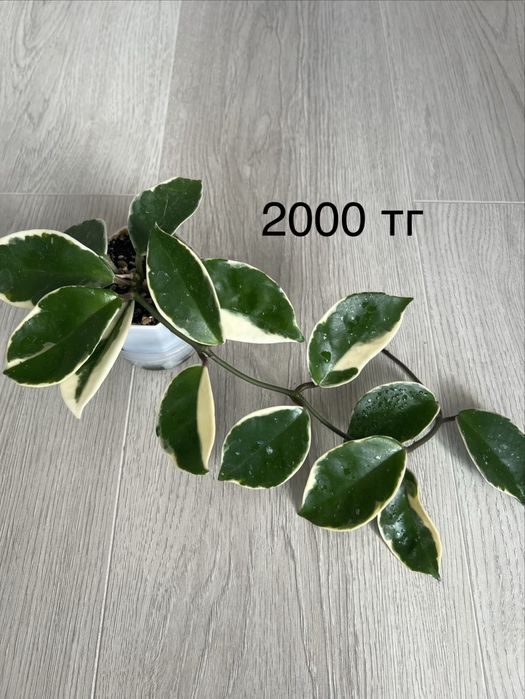 Продам комнатные цветы