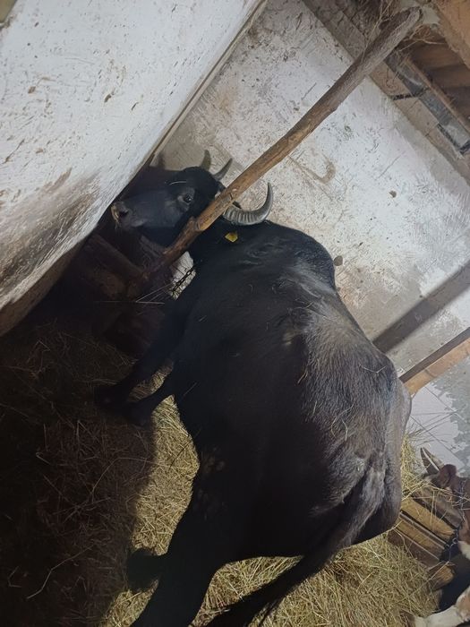 Vand Bivolită bună de lapte