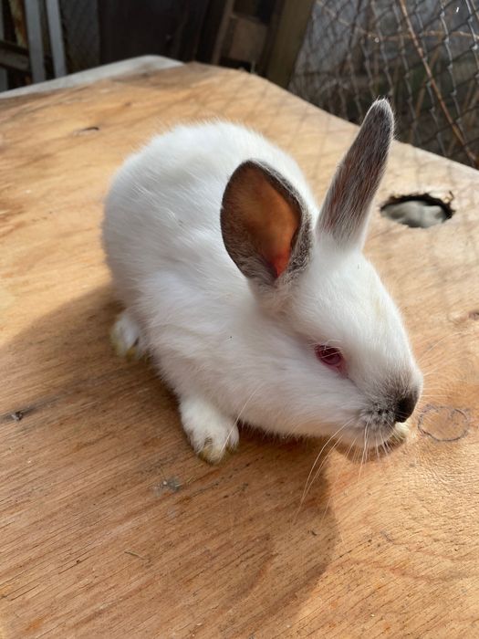 Зайци, породисти и кръстоска