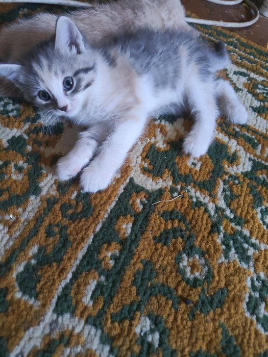 Котята в хорошие руки!