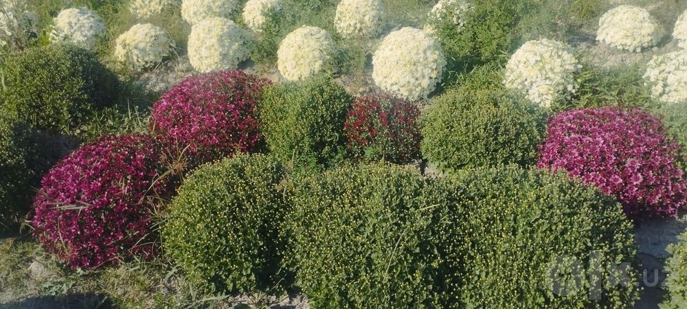 Xirazentimani gullari sotiladi