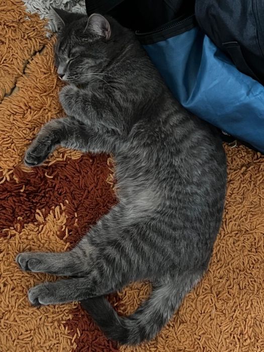 Кошка очень красивая