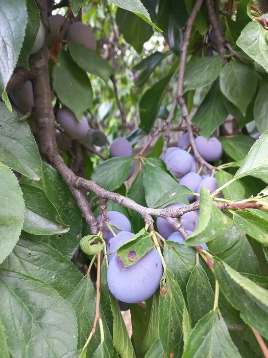 Prune de vânzare