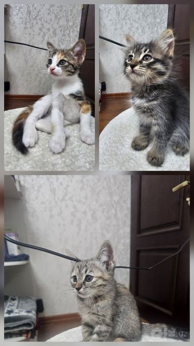 Кошки котят мушук