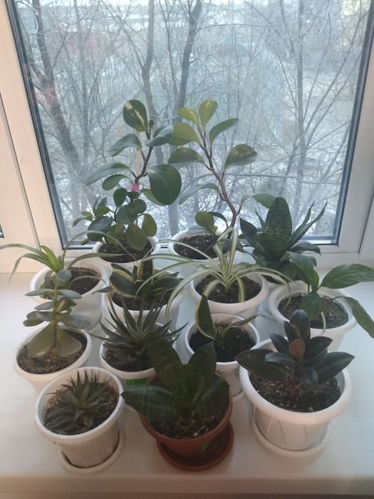 Комнатные цветы не дорого