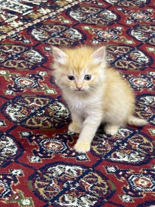 Котенок мальчик рыжий рожден от сиамской кошки