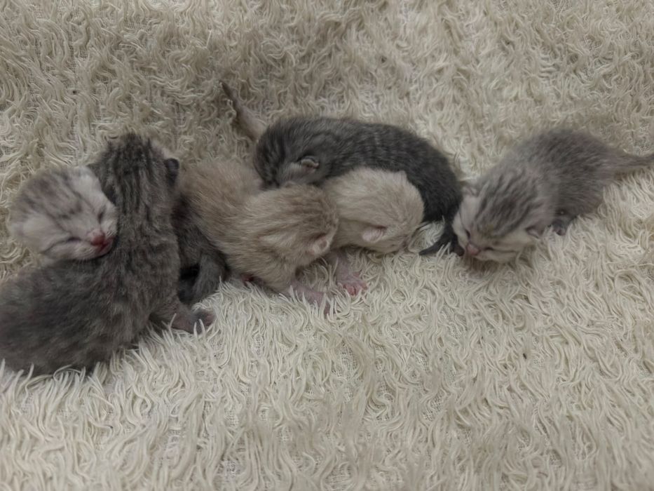 Бронь котят шотландских