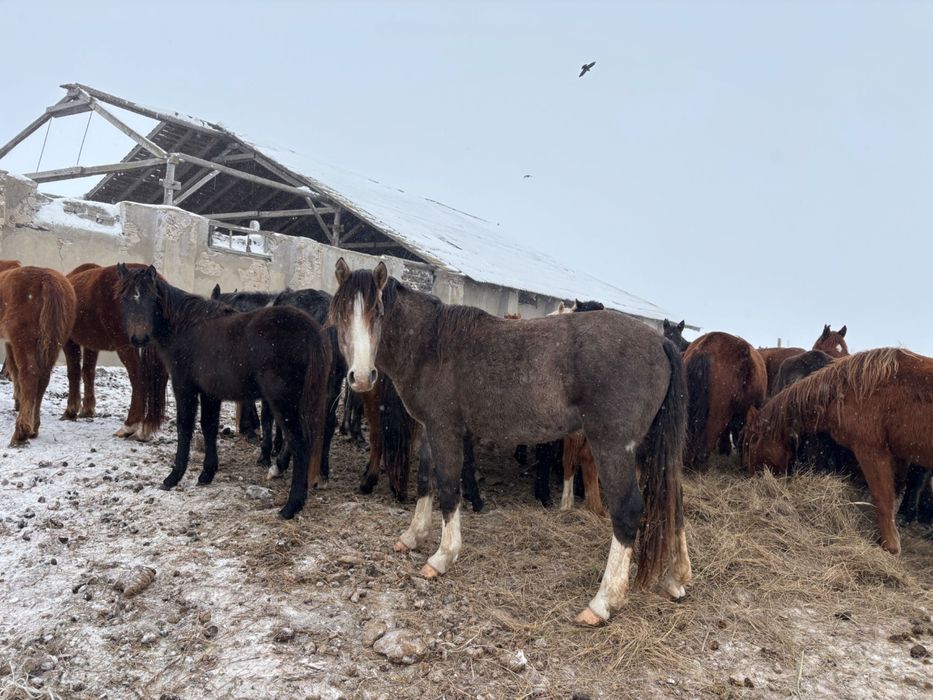 Айгыр, жеребец продам