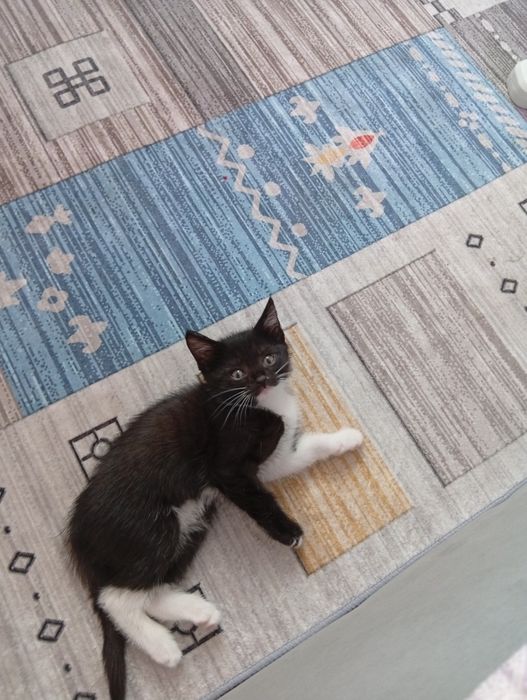 Котята отдам в добрые руки