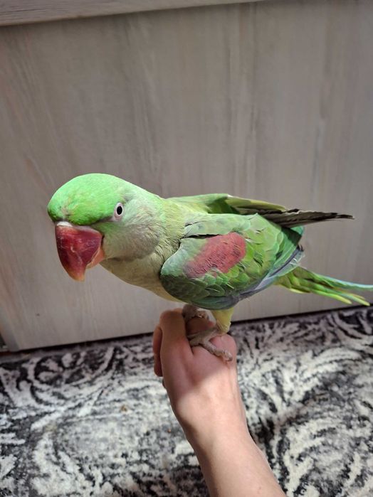 Александрийский попугай