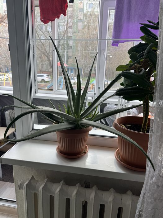 Продам листы алоэ и отростки