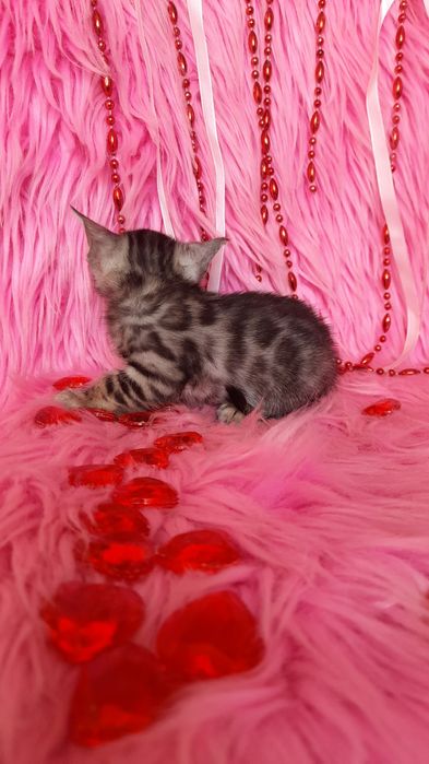 Бенгальская девочка