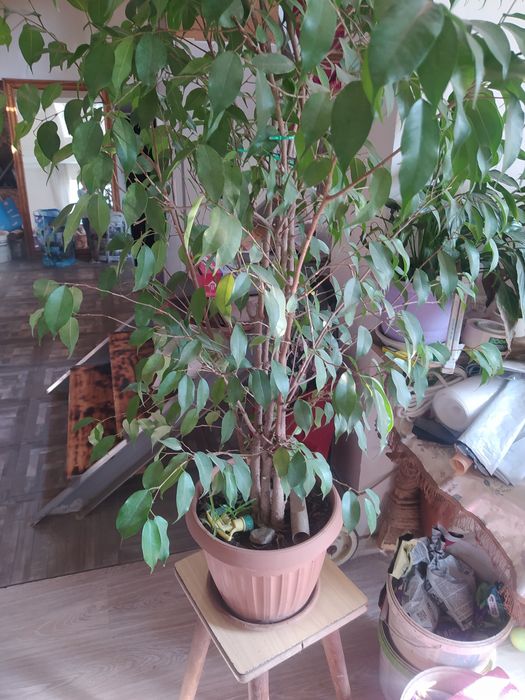 Продам домашние цветы