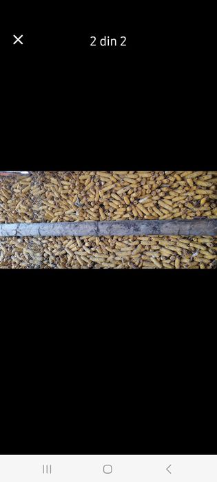 Vând porumb știuleți