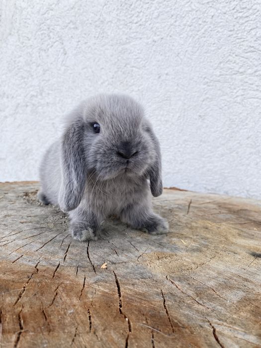 Iepuri pitici de companie Mini Lop/ Berbec pitic