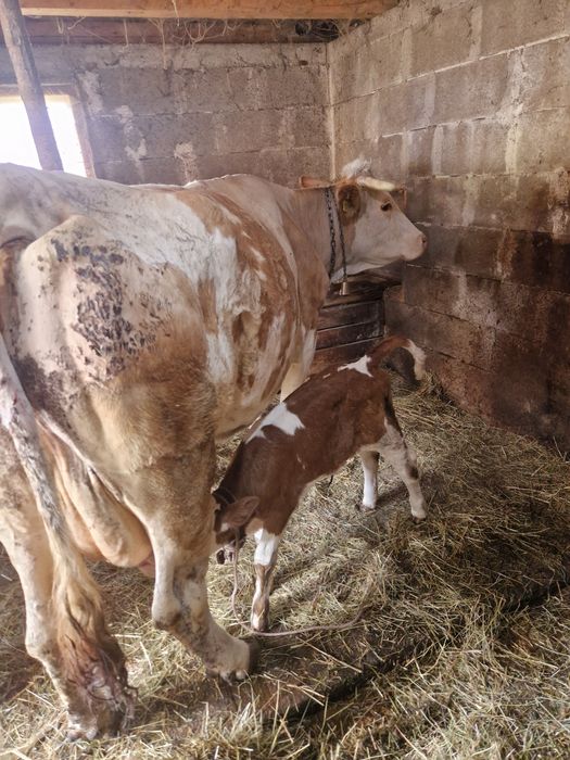 Vaca cu vitea de o saptamana