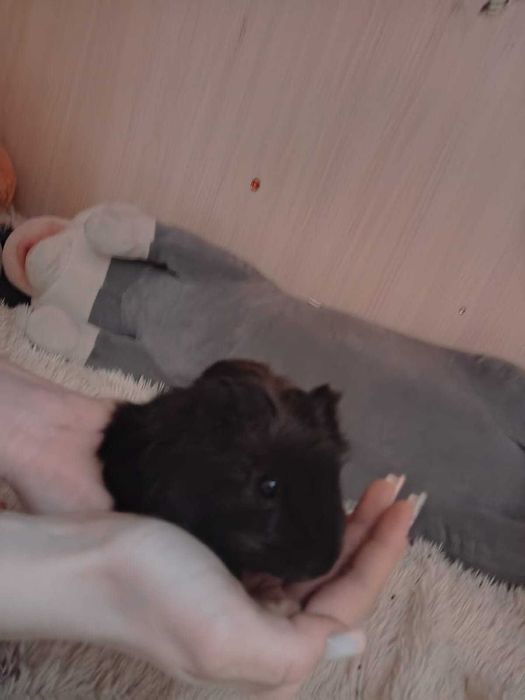 Продам морскую свинку