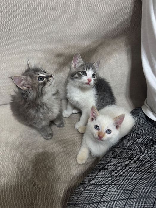 Отдаем чудесных котят
