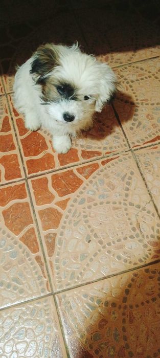 Bichon 3 luni  Bichon