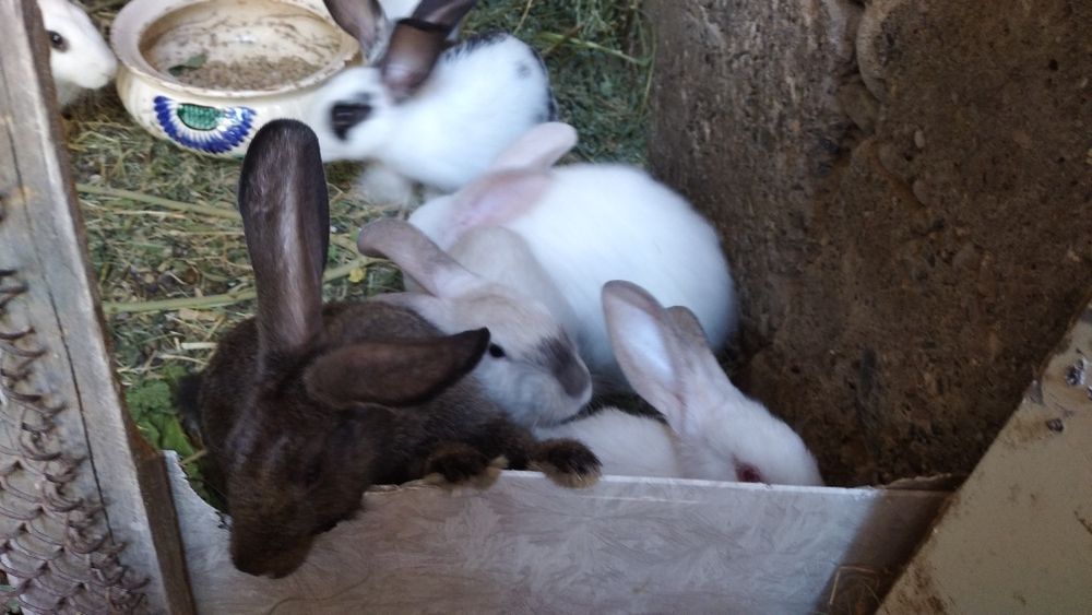 Куенлар сотилади фаргона Шахар