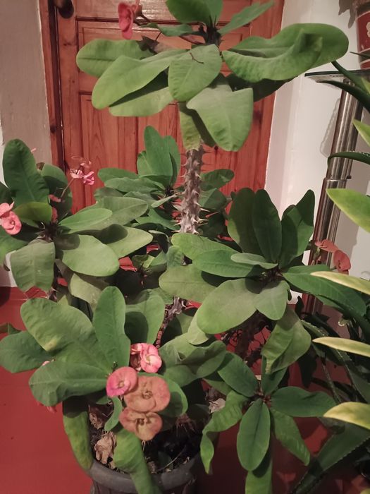 Цветы домашние живые экологически