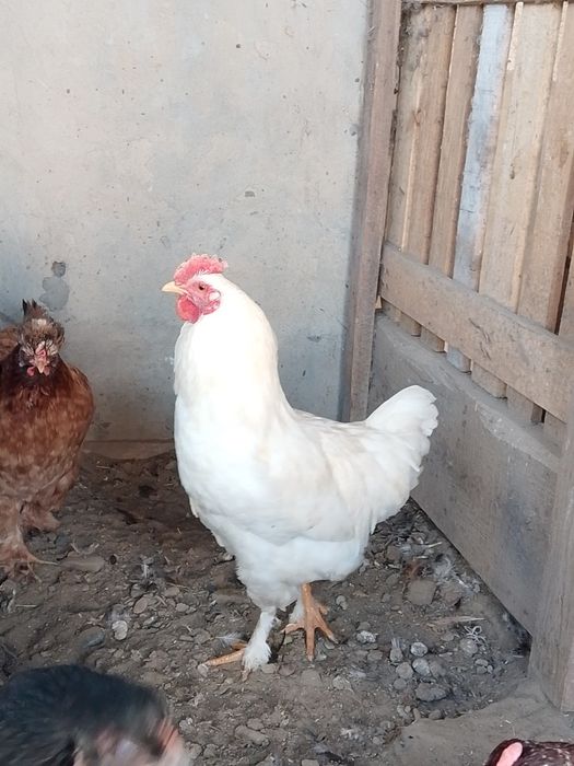 Әтештер сатылады