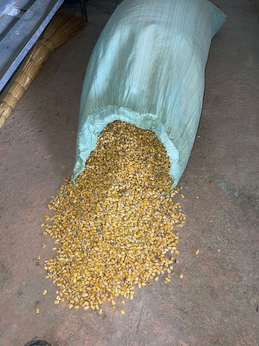 Makka jo'xori zor narx кукуруз